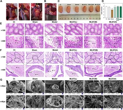 Mailuoshutong pill for varicocele-associated male infertility—Phytochemical characterisation and multitarget mechanism